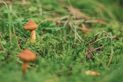 Cortinarius rubellus