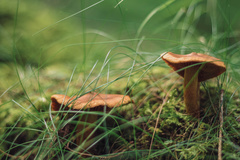 Cortinarius rubellus