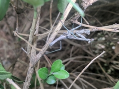 Stagmomantis carolina
