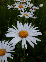 Leucanthemum × superbum