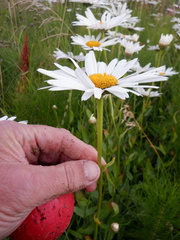 Leucanthemum × superbum