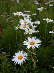 Leucanthemum × superbum