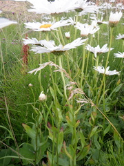 Leucanthemum × superbum