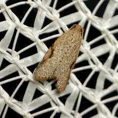 Meritastis piperata