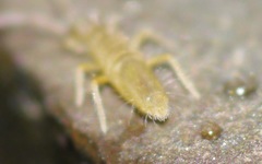 Entomobryinae