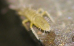 Entomobryinae