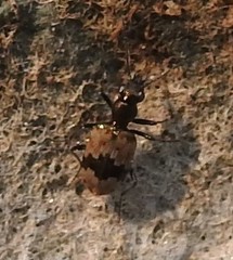 Lachnophorus elegantulus