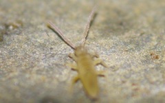 Entomobryinae