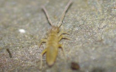 Entomobryinae