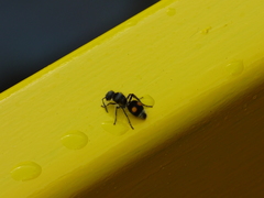 Hoplomutilla