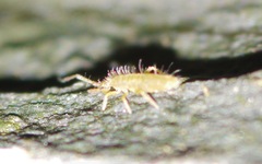 Entomobryinae