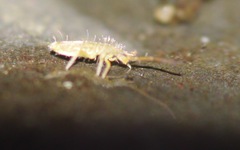 Entomobryinae