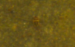 Corixoidea
