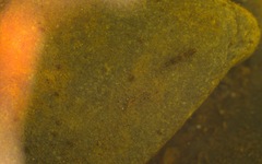 Corixoidea