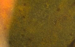 Corixoidea