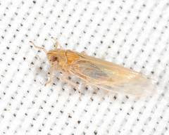 Prokelisia marginata