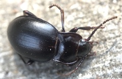 Metrius