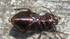 Metrius