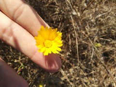 Calendula suffruticosa algarbiensis