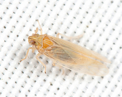 Prokelisia marginata