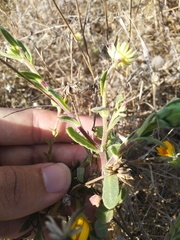 Calendula suffruticosa algarbiensis