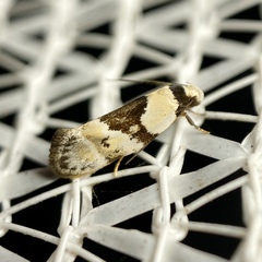 Euphiltra epilecta