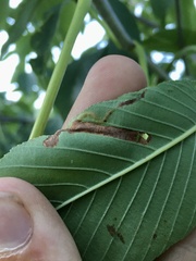 Phytomyza aesculi