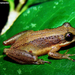 Brown-bordered Snouted Tree Frog - Photo (c) M. Sacramento, some rights reserved (CC BY-NC)