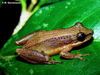 Brown-bordered Snouted Tree Frog - Photo (c) M. Sacramento, some rights reserved (CC BY-NC)