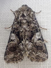 Hadena caelestis