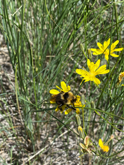 Bombus insularis