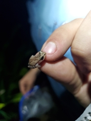 Eleutherodactylus cochranae