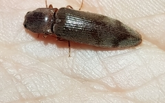 Stenagostus rhombeus