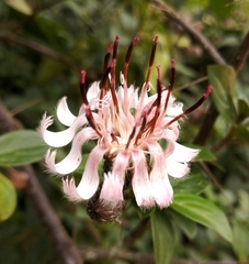 Barnadesia spinosa