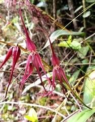 Pleurothallis phalangifera