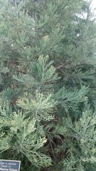 Calocedrus decurrens