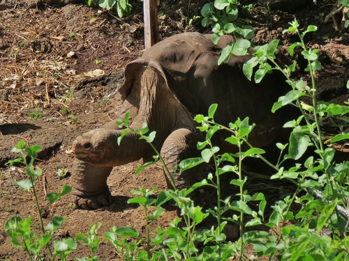 Abingdon Island Giant Tortoise [abingdonii], Chelonoidis niger