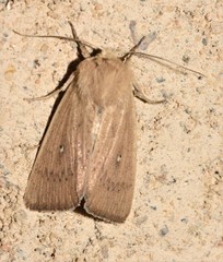 Mythimna sicula
