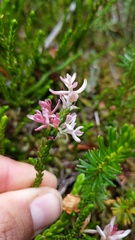 Exobasidium cassiopes