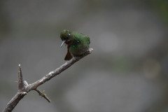 Heliodoxa rubricauda