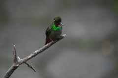 Heliodoxa rubricauda