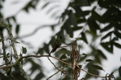 Heliodoxa rubricauda