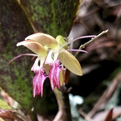 Pleurothallis talpinaria