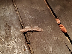 Eupithecia ravocostaliata