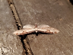 Eupithecia ravocostaliata
