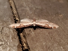 Eupithecia ravocostaliata