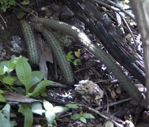 Acanthocereus oaxacensis