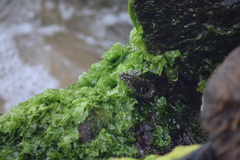 Ulvaceae