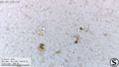 Hastatella