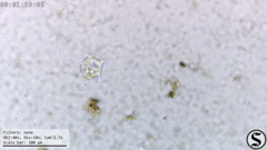Hastatella